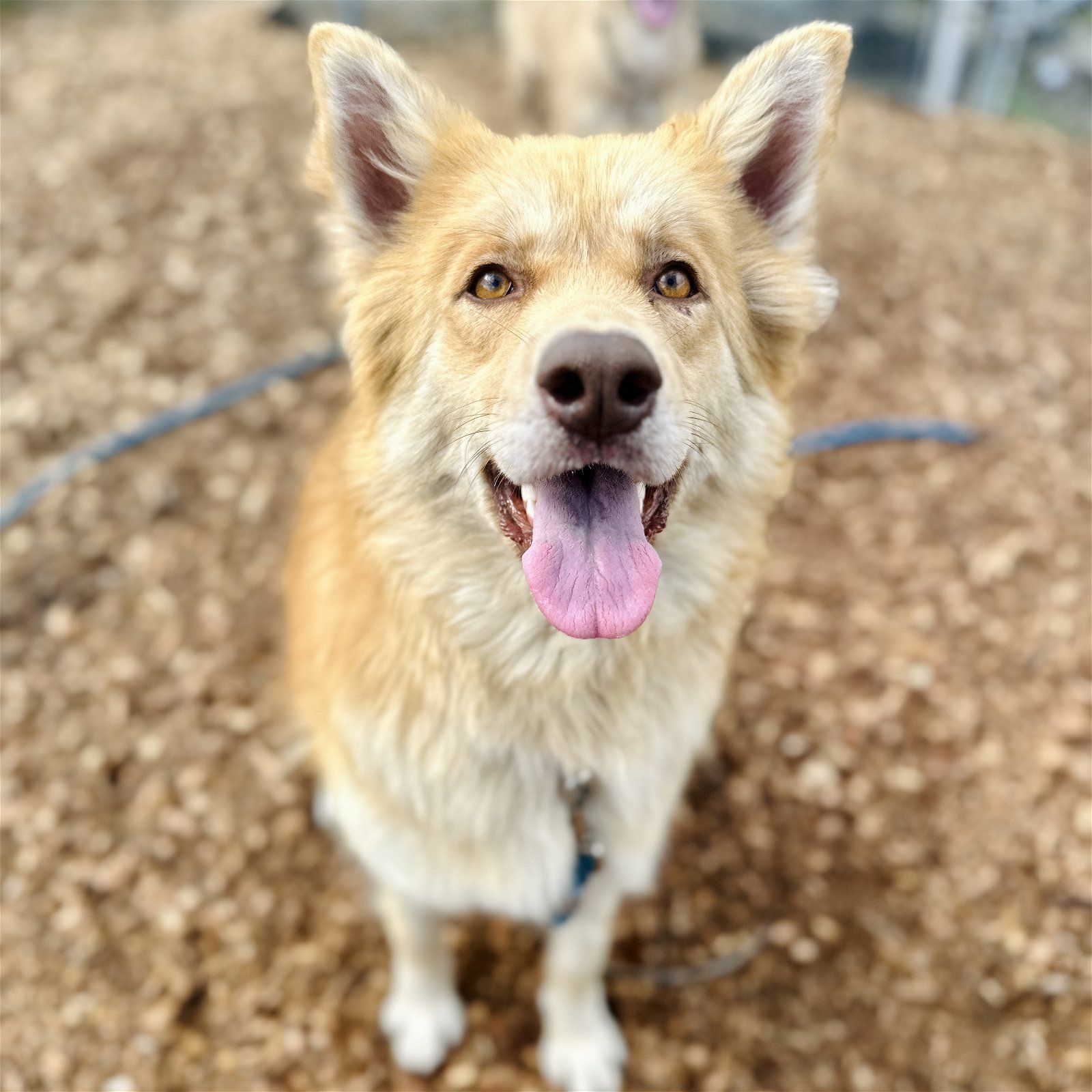 adoptable Dog in Oakland, CA named Ginger