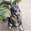 adoptable Dog in oakland, CA named Eagle
