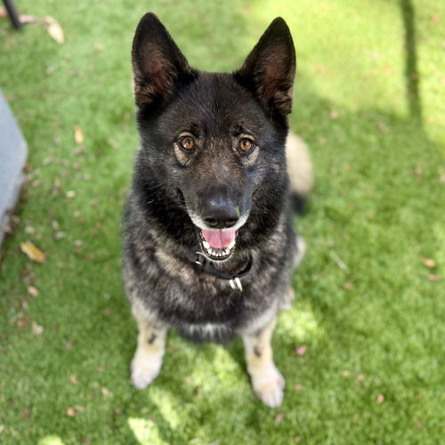 picture of the dog needing adoption