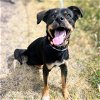 adoptable Dog in oakland, CA named Rani
