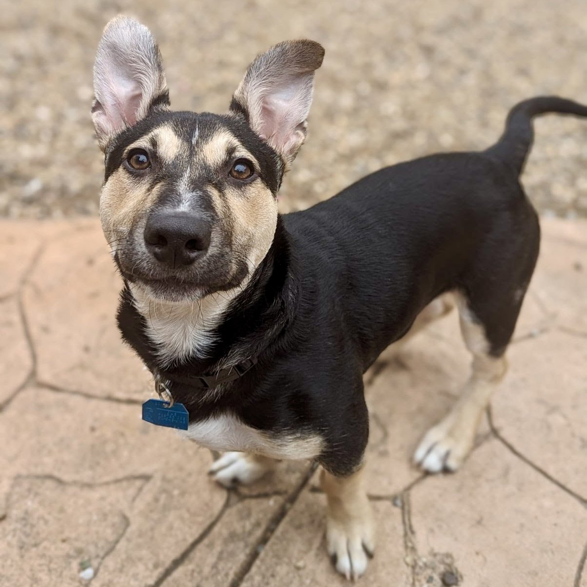 adoptable Dog in Oakland, CA named Speedy