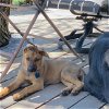 adoptable Dog in oakland, CA named Viva