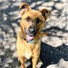 adoptable Dog in  named Colby