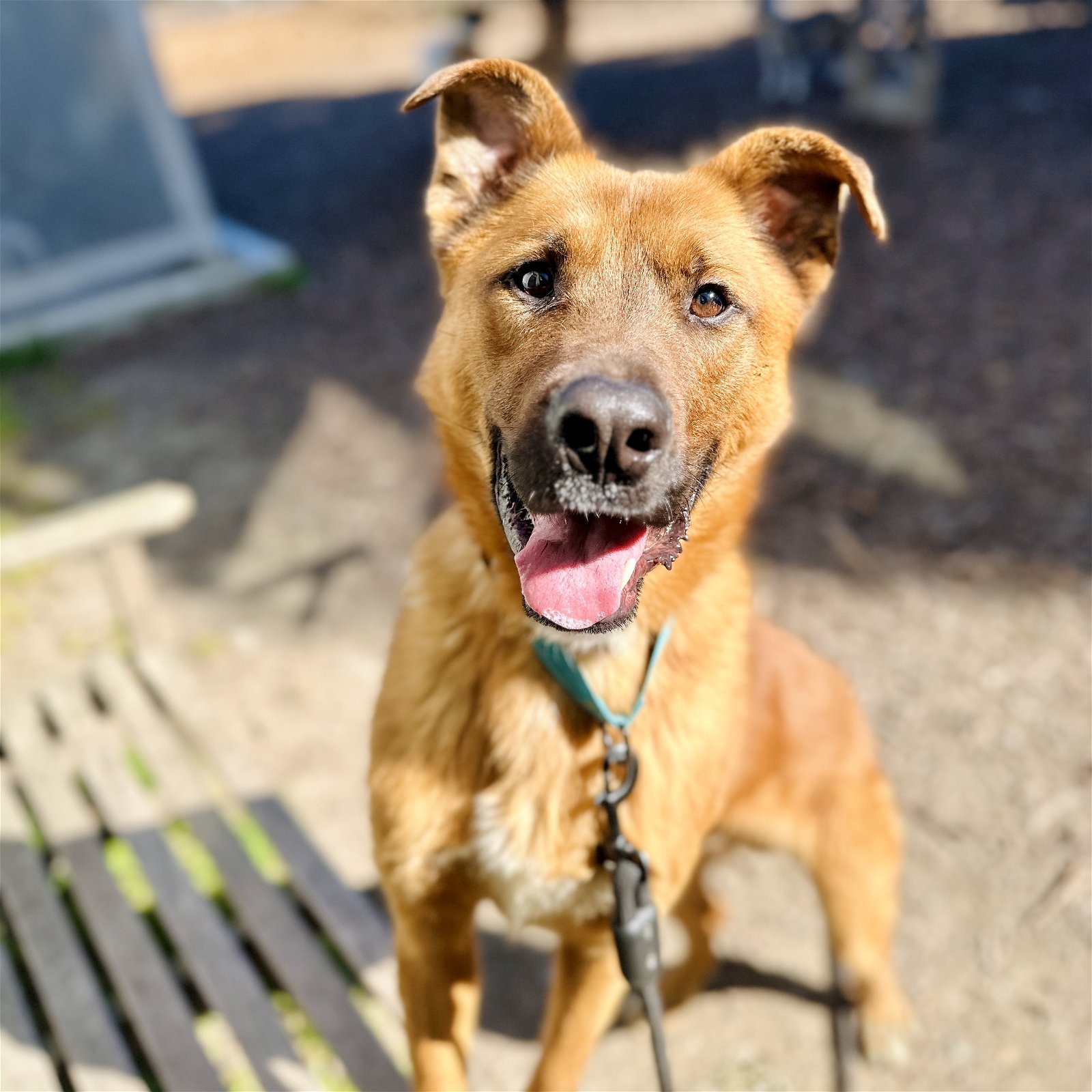 adoptable Dog in Oakland, CA named Colby