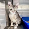 adoptable Cat in oakland, CA named Starling