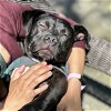 adoptable Dog in oakland, CA named Remington