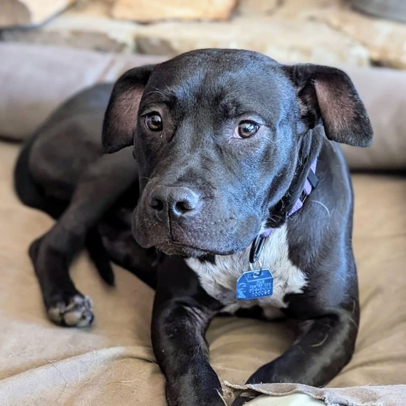 adoptable Dog in Oakland, CA named Remington
