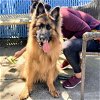 adoptable Dog in oakland, CA named Uni