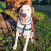 adoptable Dog in oakland, CA named Tugboat