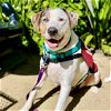 adoptable Dog in oakland, CA named Tugboat