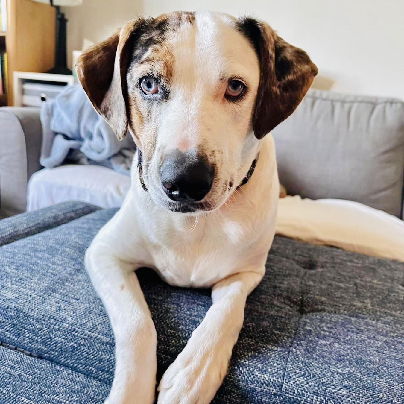 adoptable Dog in Oakland, CA named Tugboat