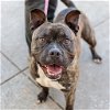 adoptable Dog in oakland, CA named Risotto
