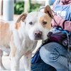 adoptable Dog in oakland, CA named Huey