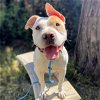 adoptable Dog in la, CA named Huey