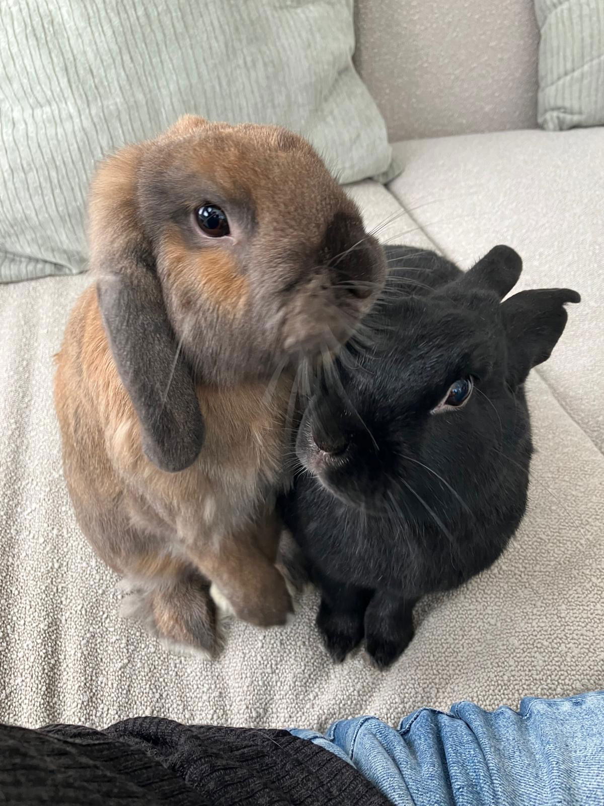 Hobbes (bonded w/ Calvin) Photo