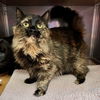 adoptable Cat in  named Radish (bonded w/Capers)