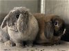 adoptable Rabbit in oakland, CA named Stella (Bonded with Sol)