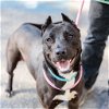 adoptable Dog in oakland, CA named Swirly