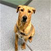 adoptable Dog in oakland, CA named Laredo
