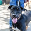 adoptable Dog in oakland, CA named Juno