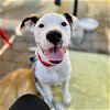 adoptable Dog in oakland, CA named Keanu