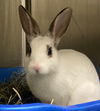 adoptable Rabbit in  named Sweet Pea