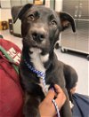 adoptable Dog in oakland, CA named Chip