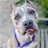 adoptable Dog in oakland, CA named Louise