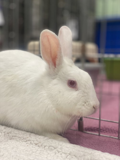 PUDDING - American available for adoption