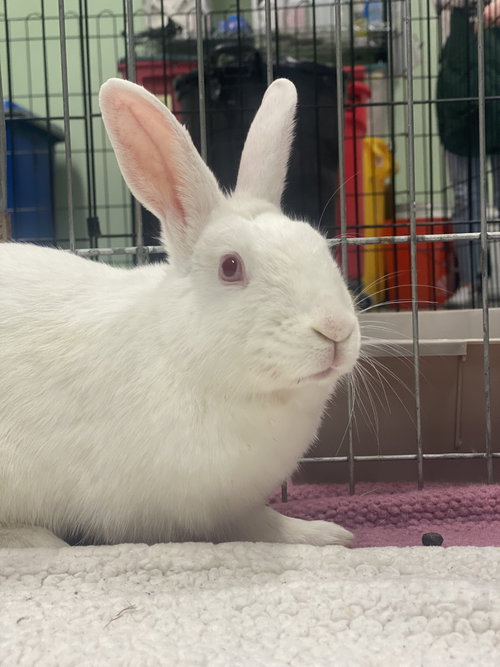 PUDDING - American available for adoption