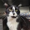 adoptable Cat in oakland, CA named Klay