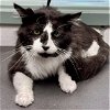 adoptable Cat in oakland, CA named Klay