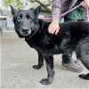 adoptable Dog in oakland, CA named Kava