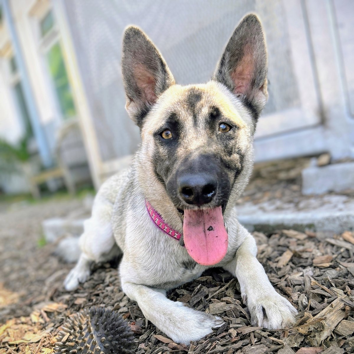 adoptable Dog in Oakland, CA named Anise