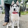 adoptable Dog in oakland, CA named Kimchi