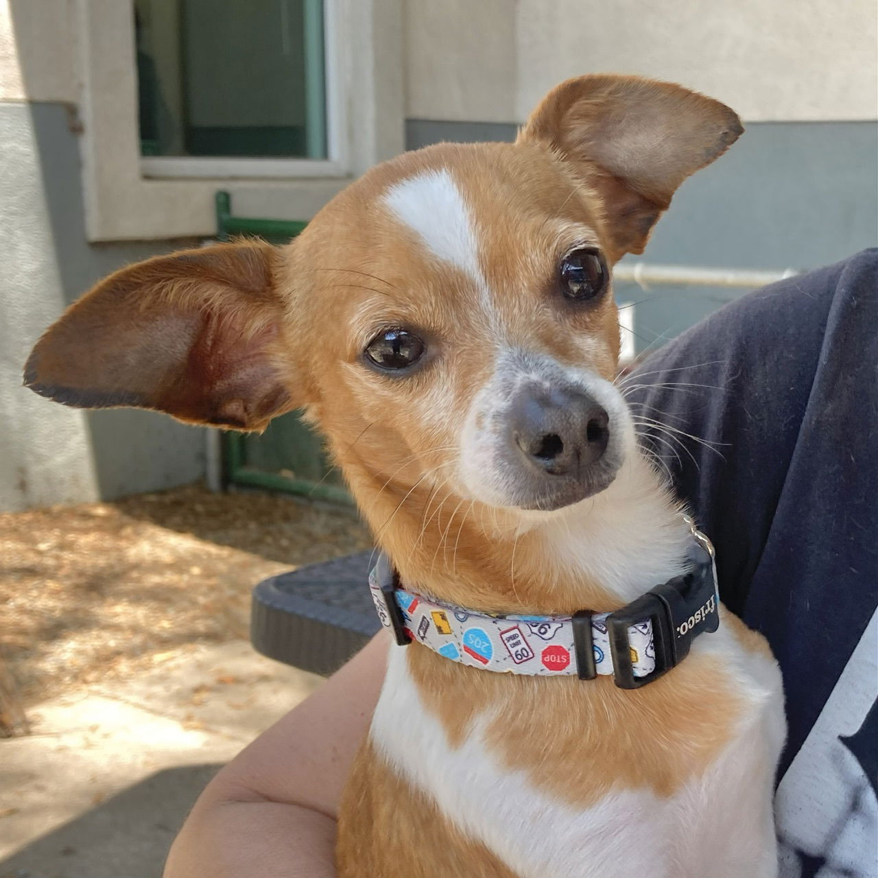 adoptable Dog in Oakland, CA named Little Foot