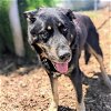 adoptable Dog in oakland, CA named King Joey