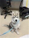 adoptable Dog in oakland, CA named Kazoo