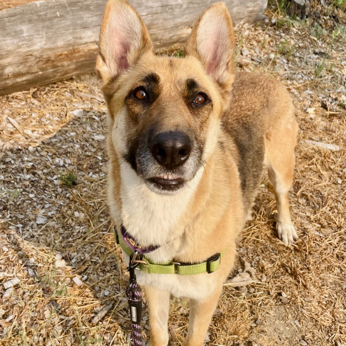 adoptable Dog in Oakland, CA named Chapina