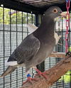 adoptable Bird in  named Stellar