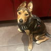 adoptable Dog in oakland, CA named Verdana