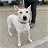 adoptable Dog in  named Angelica