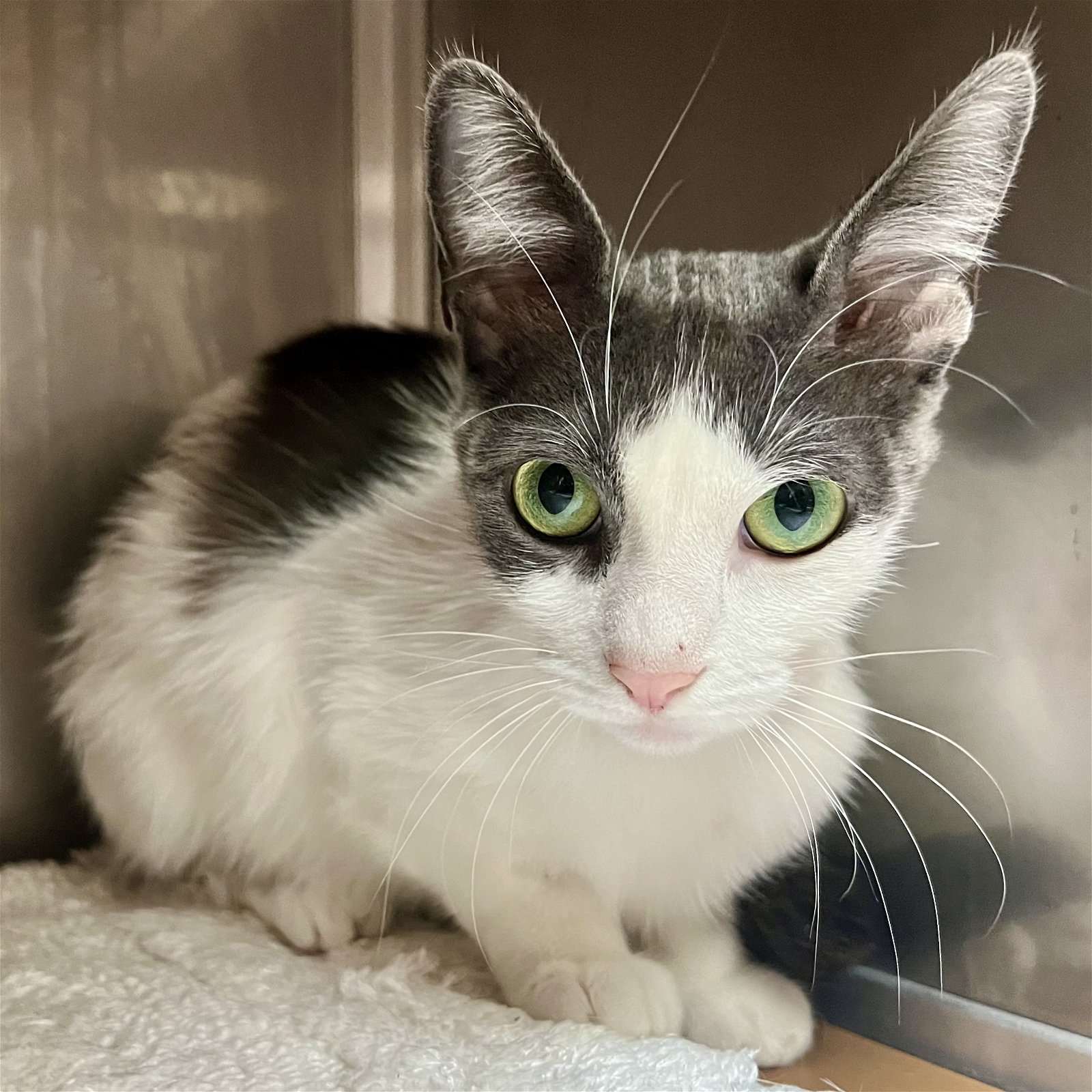 adoptable Cat in Oakland, CA named Amal (bonded w/Betta)