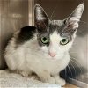 adoptable Cat in oakland, CA named Amal (bonded w/Betta)