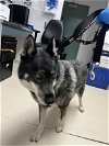 adoptable Dog in  named Nymeria