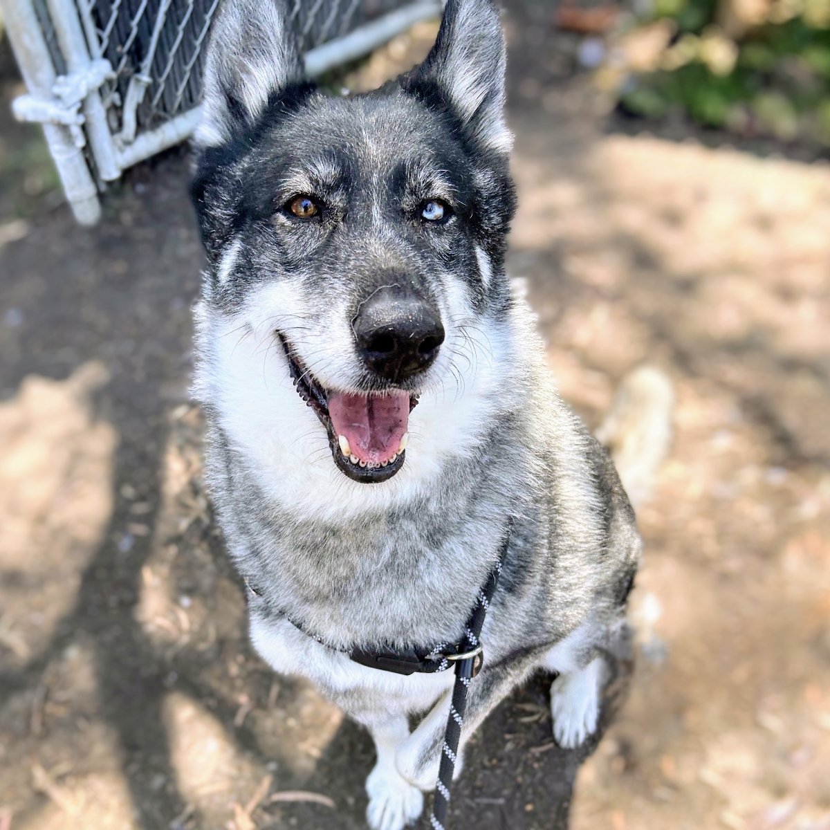 adoptable Dog in Oakland, CA named Nymeria