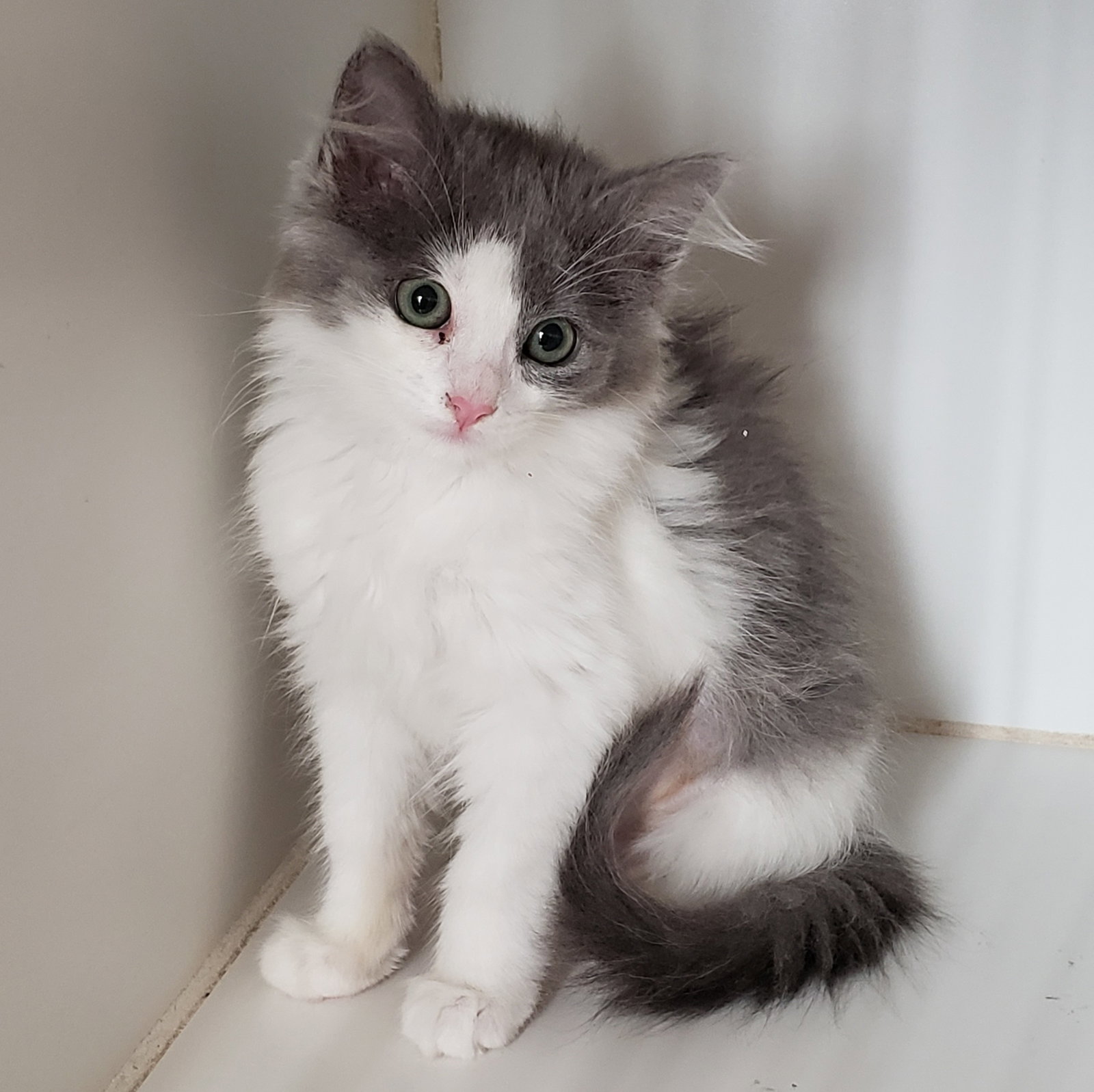 Medium Length Domestic Mh Cat Grey And White Long Hair Cat Sale