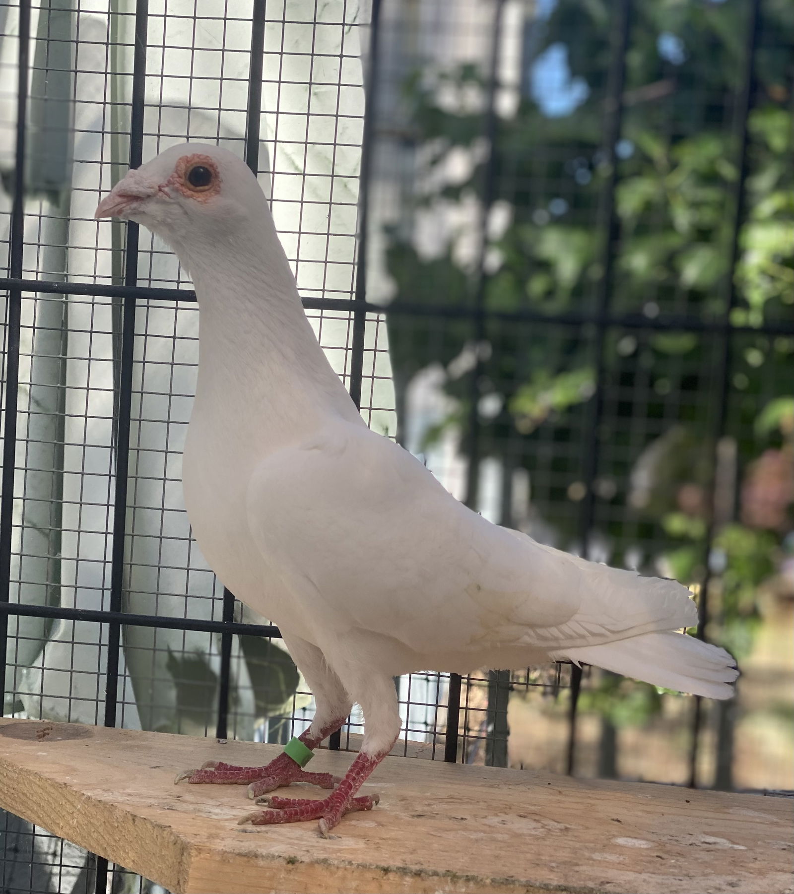 adoptable Bird in Oakland, CA named Sawyer