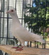 adoptable Bird in  named Sawyer