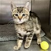adoptable Cat in  named Shyla (bonded w/Jackson)